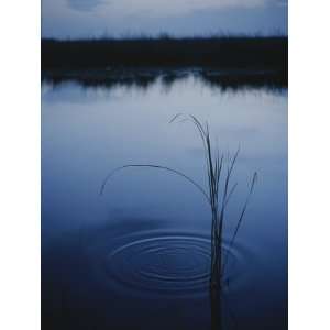  Ripples Form Around a Grass Stalk in a Calm Body of Water 