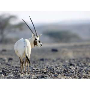  Arabian Oryx, Alone in Desert Near Acasia Tree, Israel 