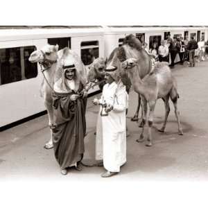 Camels with Arab Handlers at Olympia Station, August 1986 Photographic 