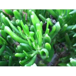  Crassula argentea monstrose hobbit 