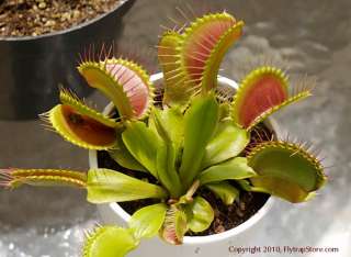 Superior Venus Fly Trap Seeds Direct from the Grower