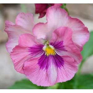  Lovingly Pink Pansy Seed Pack Patio, Lawn & Garden