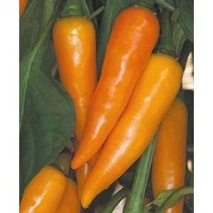  Organic Bulgarian Carrot Chili Pepper 15 Seeds   Hot 