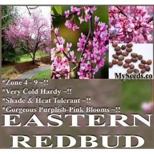  20 Eastern Redbud Tree Seeds   Cercis canadensis VERY COLD 