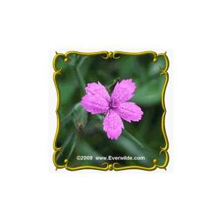  1 Lb Deptford Pink (Dianthus armeria) Bulk Wildflower 