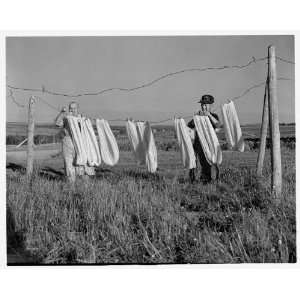  Photo Aroostook County, Maine. Airing wool before spinning 