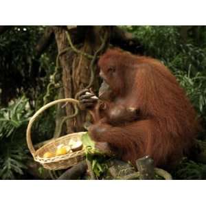  Orangutans at the Singapore Zoo Having Lunch Stretched 