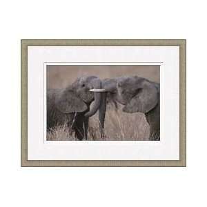  Two Male Elephant Calves Playfully Spar Framed Giclee 