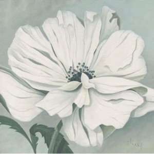    White Poppy   Poster by Franz Heigl (12 x 12)