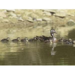 com Female Wood Duck with a Large Brood, Showing Imprinting Behavior 