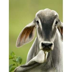  Close Up of a Brahman Cattle, Cano Negro, Costa Rica 