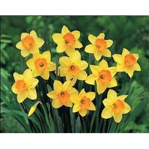 12 Large Fortune Daffodil Flower Bulbs, 15/16