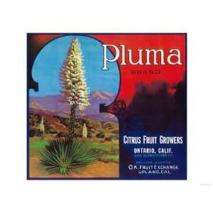  Pluma Orange Label   Upland, CA Giclee Poster Print, 24x32 