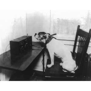  1922 Dog wearing headphones, 1922