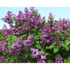  1 Common lilac 1 2 Potted tree Patio, Lawn & Garden