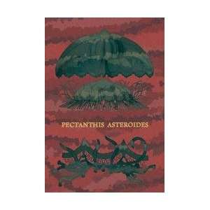    Jellyfish Pectanthis Asteroides #1 20x30 poster