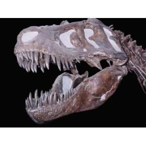Tyrannosaurus Rex Dinosaur Fossil Late Cretaceous Period. Crows Nest 