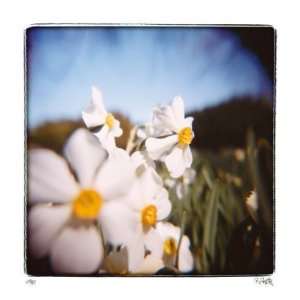  Daffodils by Rebecca Tolk, 28x28