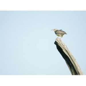  Western Meadowlark Sits on a Piece of Wood in Howes, South 