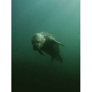 com An Underwater Shot of a Gray Seal, Halichoerus Gryphus, Swimming 