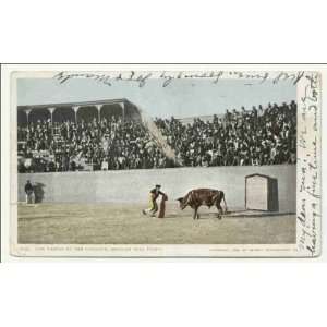   Thrust by the Matador, Mexican Bull Fight 1902 1903