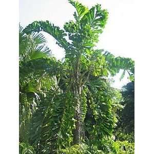  Aiphanes caryotifolia   wholesale packet 1000 seeds Patio 