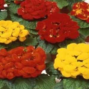   Flower  Calceolaria  Fashion Mix  25 Seeds Patio, Lawn & Garden
