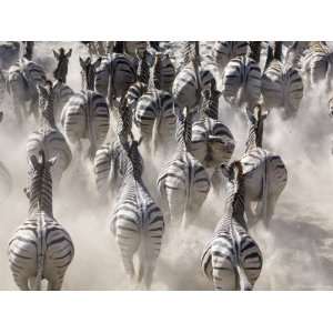  Burchells Zebra, Group Running in Dust, Botswana Stretched 