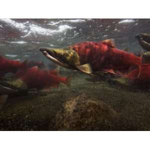 Spawning Salmon Dominate Traffic in the Ozernaya River Photographic 