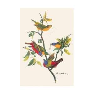  Painted Bunting 28x42 Giclee on Canvas