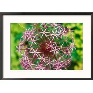  Allium Christophii, Close up of Purple Flower Head 