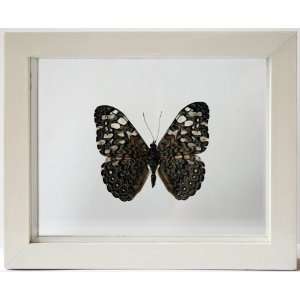  Real White and Blue Hamadryas Framed Butterfly in White 