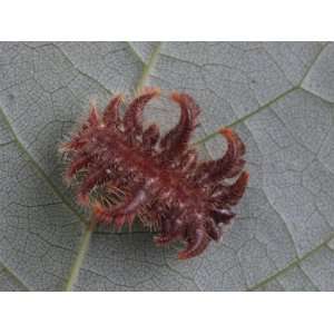  Venomous Monkey Slug Caterpillar on the Underside of a Leaf 