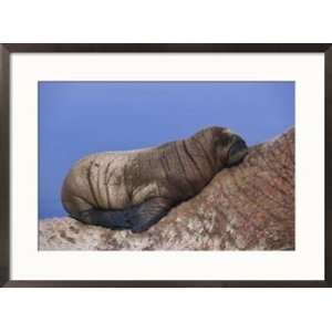  A baby Atlantic walrus rests on its mothers back Framed 