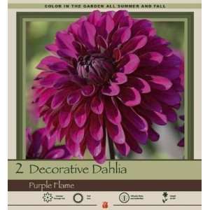   Flame Decorative Dahlia Tuber   #1 Size Tuber Patio, Lawn & Garden