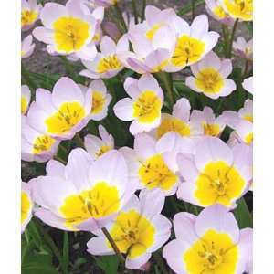 Tulip, Bakeri Lilac Wonder 15 Bulbs 
