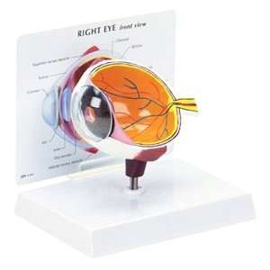 GPI Anatomical Eye Model  Industrial & Scientific
