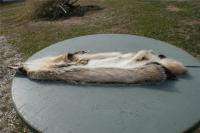 Badger pelt soft leather nature hide trapper skin furs  