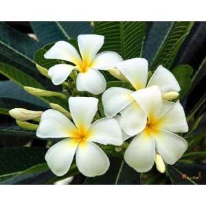  Flowers of Bangkok Plumeria or Frangipani Kitchen 