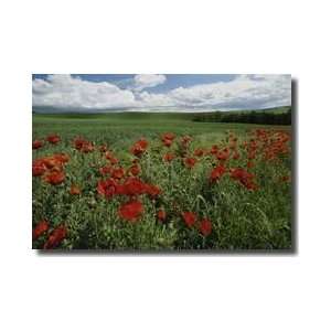  Red Poppies Moscow Idaho Giclee Print