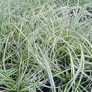 Carex hachijoensis Evergold   3 1/2 inch Pots  Kitchen 