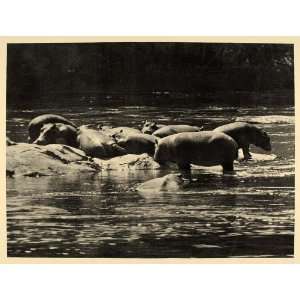  1930 African Hippopotamus Tana River Kenya A.R. Dugmore 