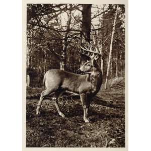  1926 White Tailed Deer British Columbia Photogravure 