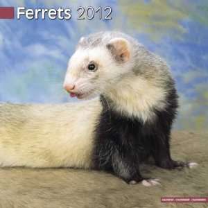  FERRETS 2012 Wall Calendar 12 x 12