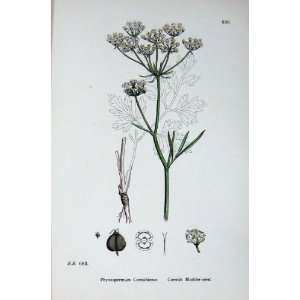  Botany Plants C1902 Cornish Bladder Seed Physospermum 