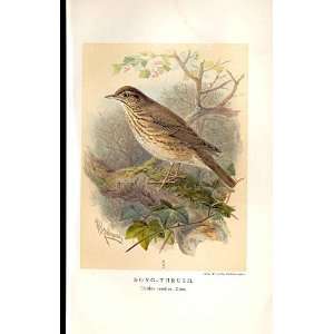  Song Thrush Lilford Birds 1885 97 By J G Keulemans