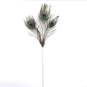  Club Pack of 24 Regal Peacock Tail Feather Craft, Wedding 