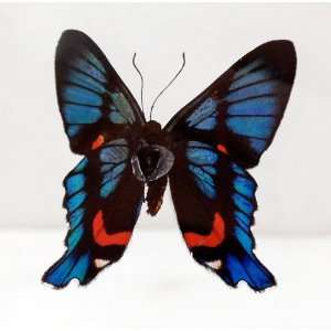  Ancyluris Swordtail Blue Butterfly Mounted in Wood Display 
