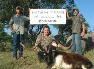TROPHY HUNT for a CATALINA GOAT ~ Texas Hill Country **  