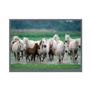 Chevaux De Camargue Poster Print 